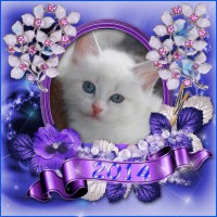 /album/vara-katter/image-7-jpg/