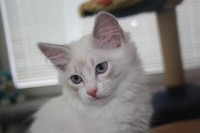 /album/vara-katter/image-6-jpg/