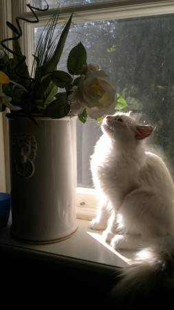 Vår lilla Prisessa. Tycker lika bra om blommor som matte. 